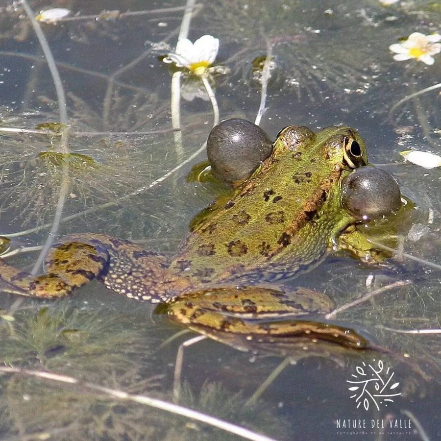Pelophylax perezi - rana común