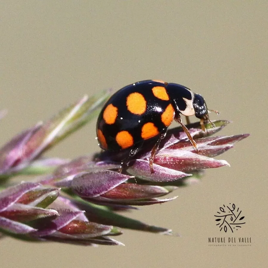 mariquita - Coccinula quatuordecimpustulata