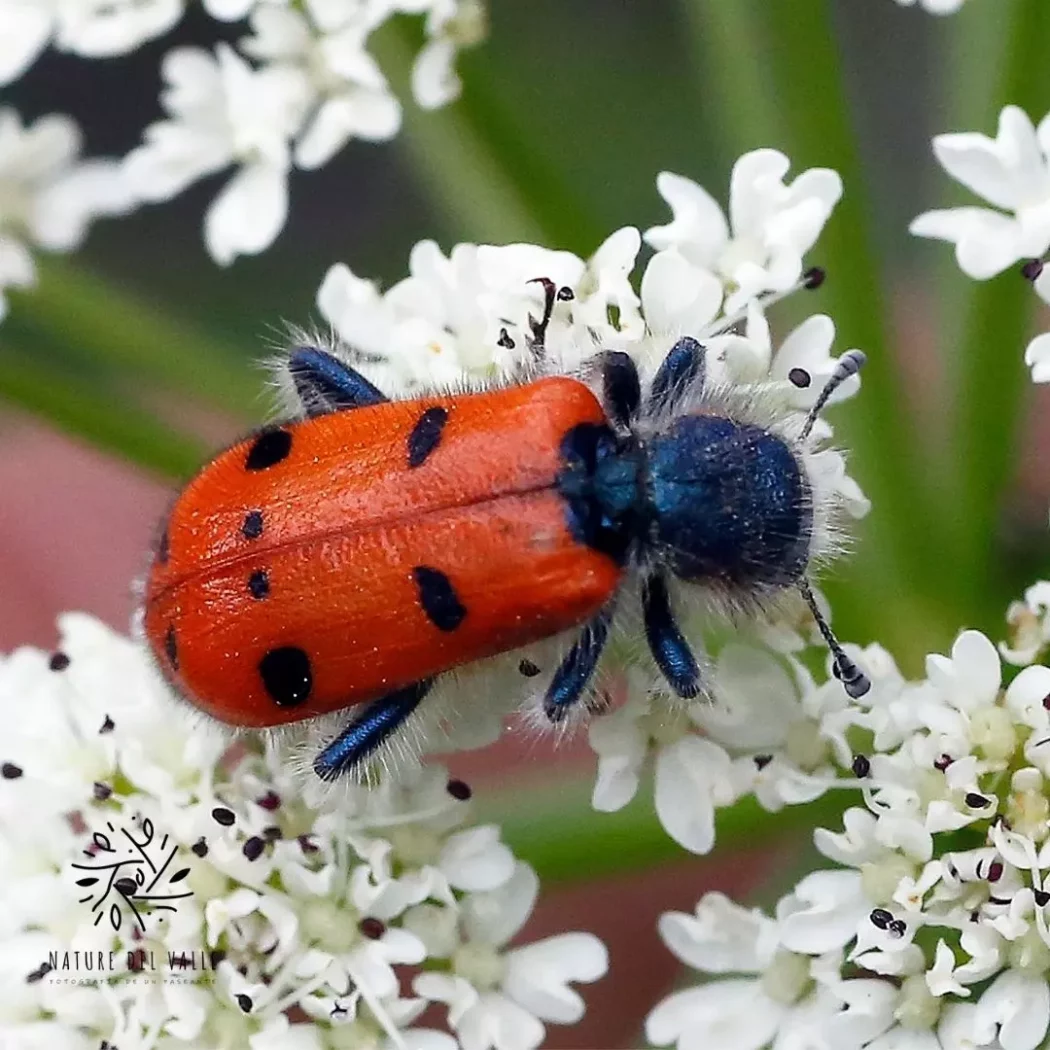 escarabajo de ocho puntos Trichodes octopunctatus