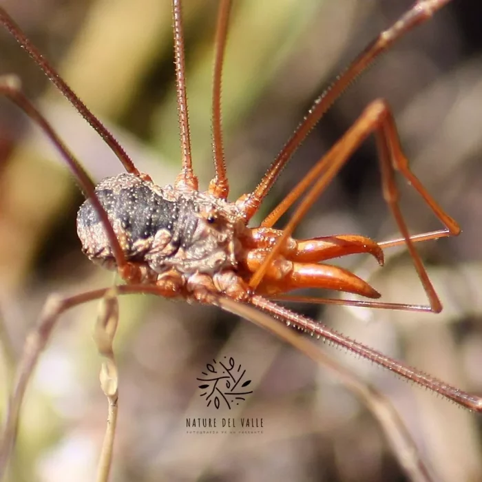 Araña Phalangium opilio